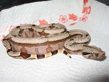 Bolivian Amarali